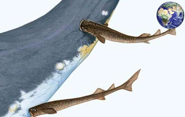 这种鲨鱼外号"海洋平头哥",见到美国潜艇上去就咬,谁都不怕!