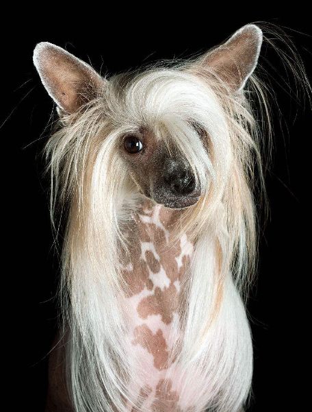 宠物狗中国冠毛犬迷人又可爱性格活泼开朗善于逗铲屎官开心