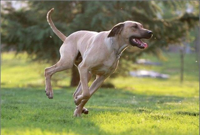 背脊犬,在狗界這種犬並不出名,平時人們對它稱呼最多的就是非洲獵獅犬