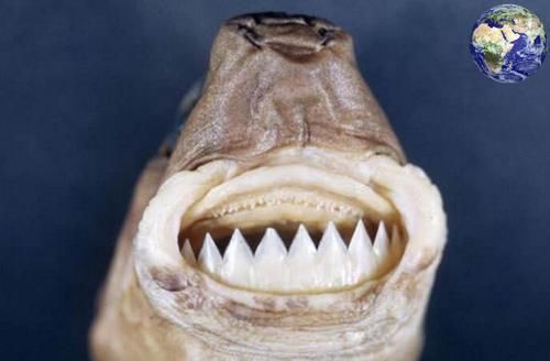 这种鲨鱼外号"海洋平头哥",见到美国潜艇上去就咬,谁都不怕!