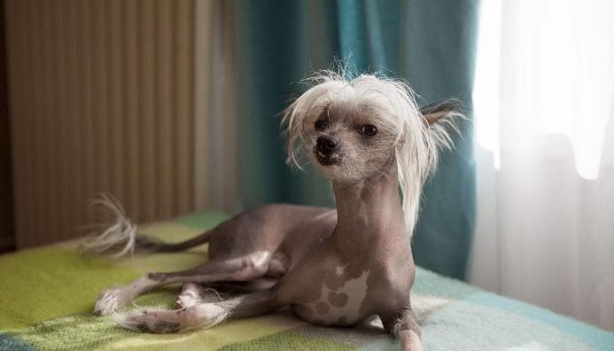 宠物狗中国冠毛犬迷人又可爱性格活泼开朗善于逗铲屎官开心