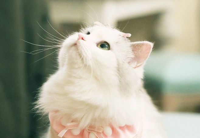 布偶猫|猫咪|宠物_新浪新闻
