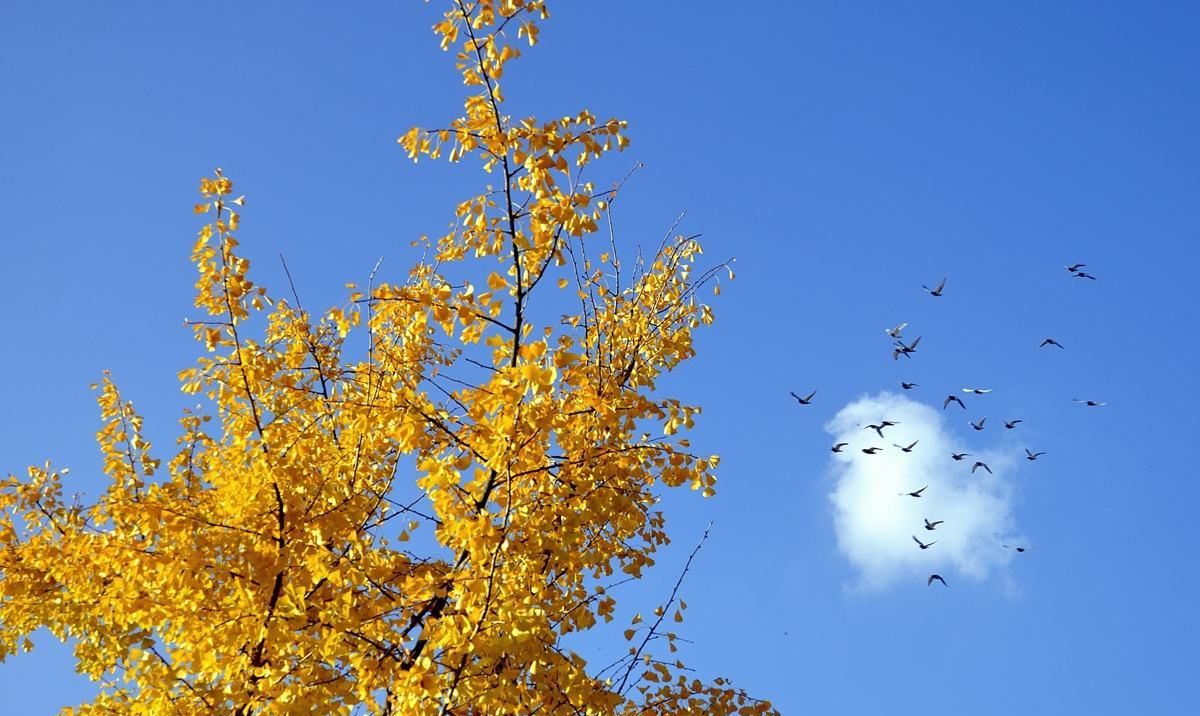秋天是收货的季节,也是回家的季节,更是凋零的季节,在这三者相交的那