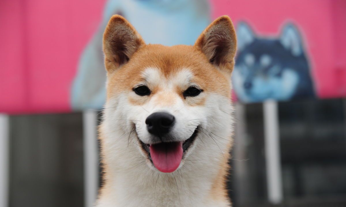 宠物狗:被秋田犬圈粉,造型可爱眼神呆萌,表情真可爱