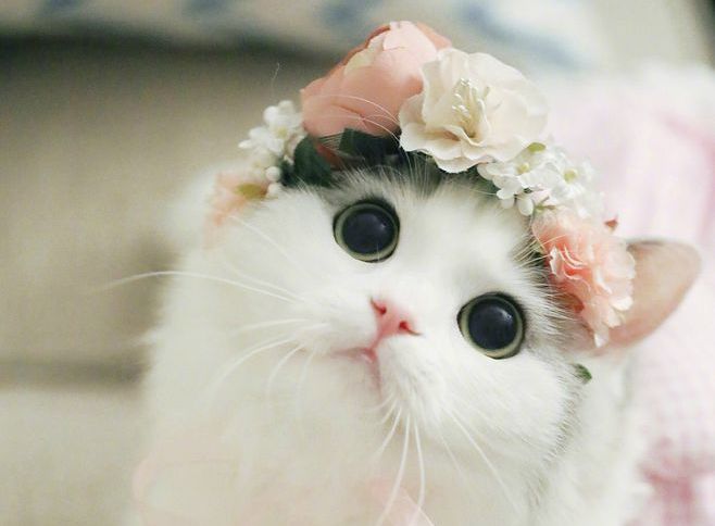 布偶猫爱好者请举手,收下这波超萌的治愈系美照!