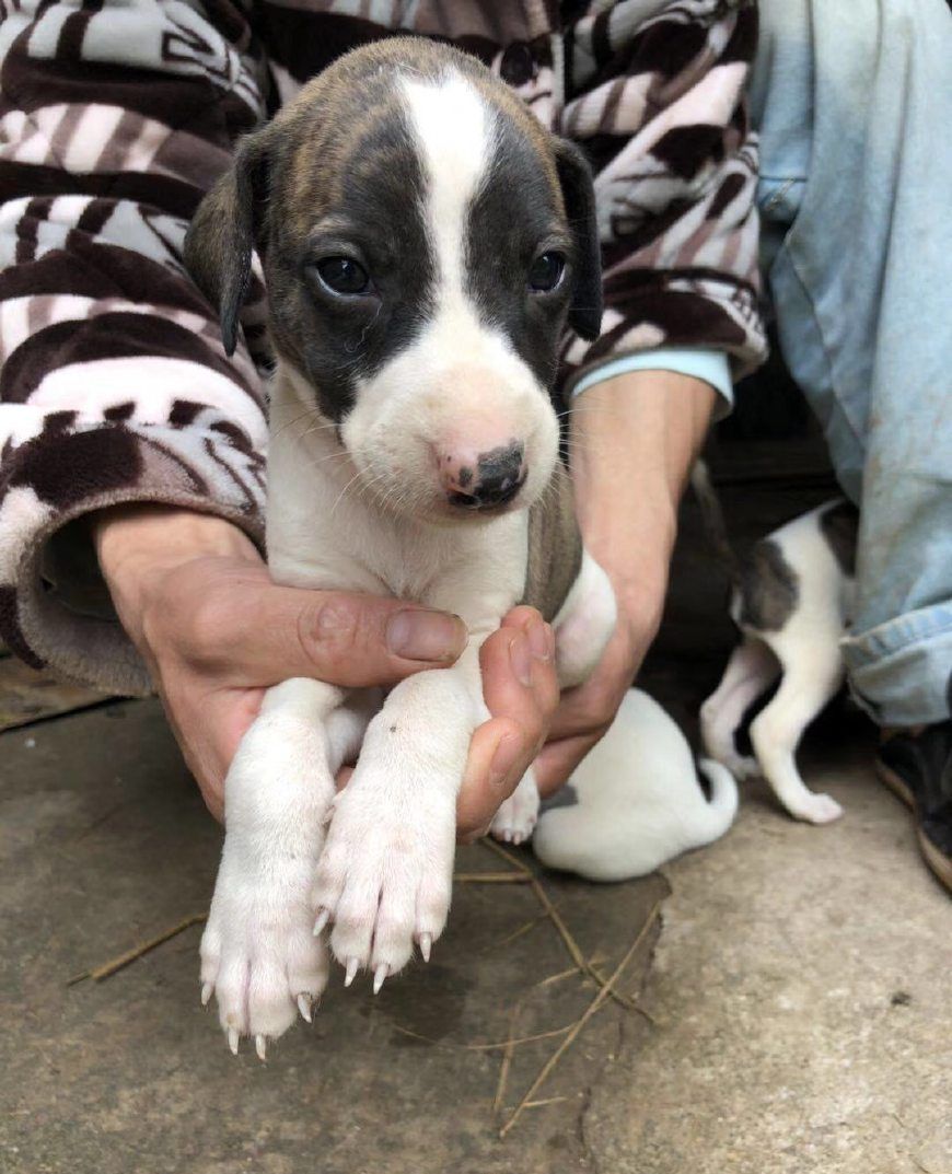 小惠比特犬:追野兔,我可是杠杠的!