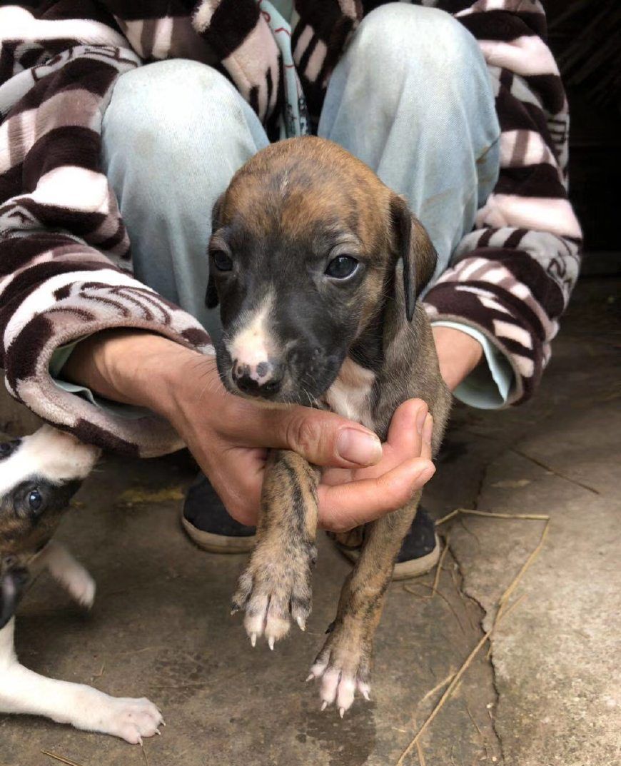 小惠比特犬:追野兔,我可是杠杠的!