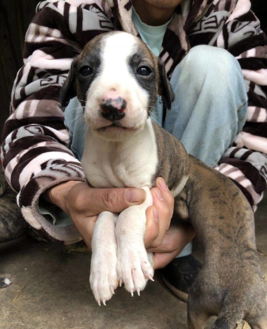 小惠比特犬:追野兔,我可是杠杠的!