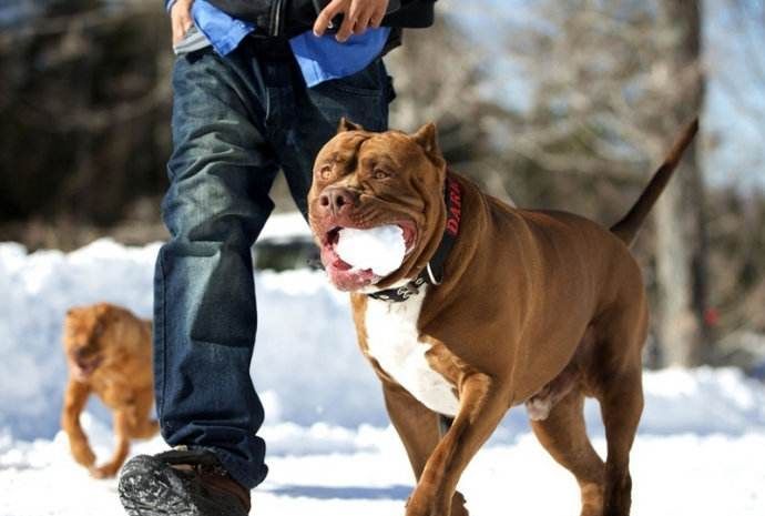 2018猛犬排行榜食尸犬竟然只排第五第一打架时都不会疼痛