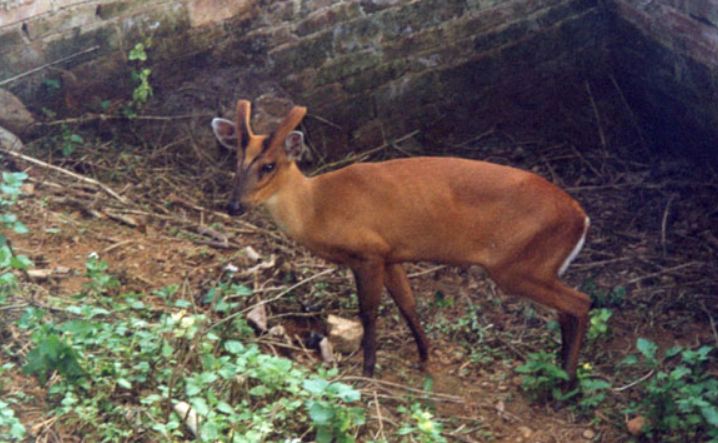 我们人类的贪婪的欲望,现在如今它已经到了濒临灭绝的动物,它就是麂子
