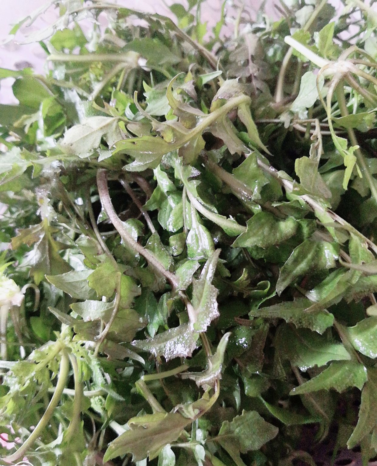 地儿菜饺子,你喜欢吃吗?