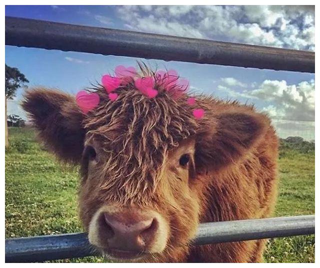 牛宝宝自带蓬松刘海样子像个小p孩网友是养在童话里的牛吧