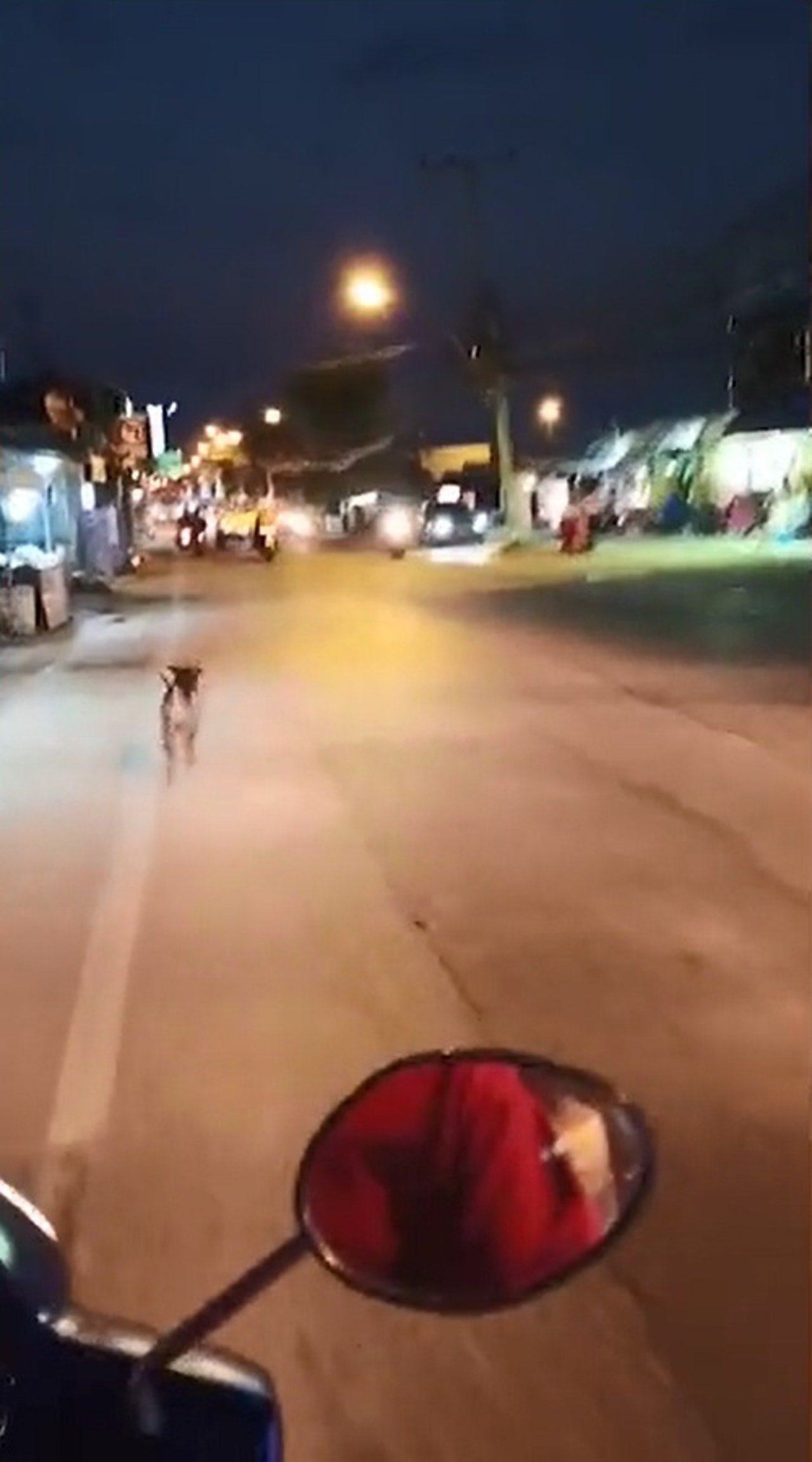 忠犬拼命追车,热心人骑电车上前追问,狠心做好自己:现如今不梦