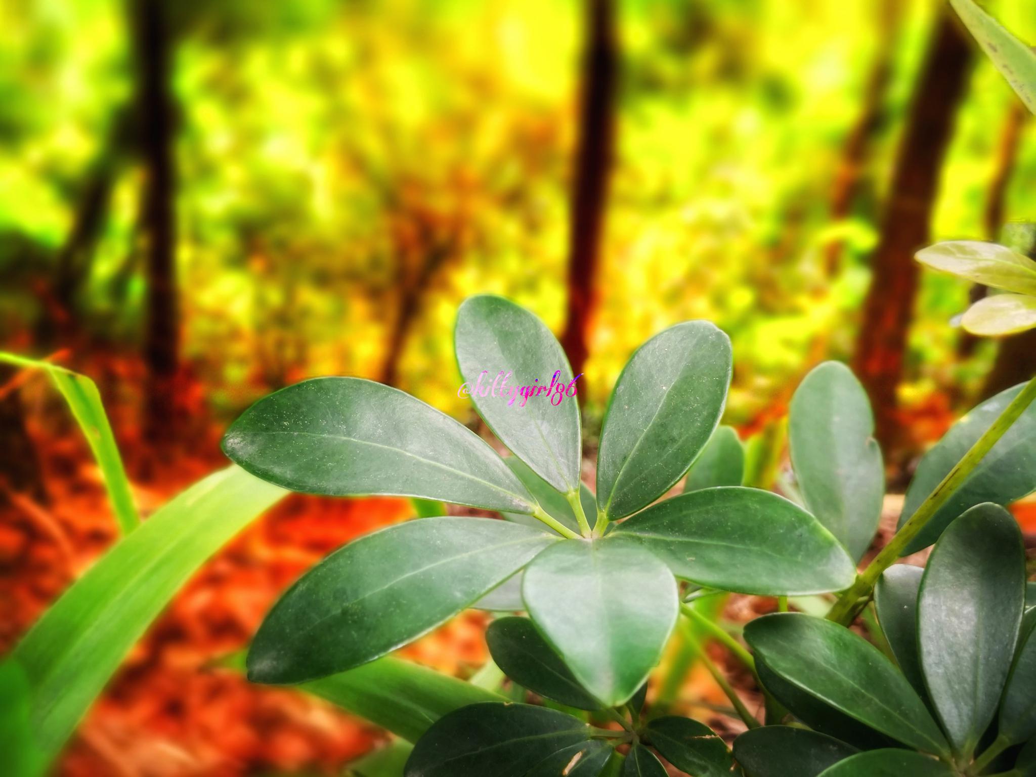 广西的鸭脚木原创摄影作品