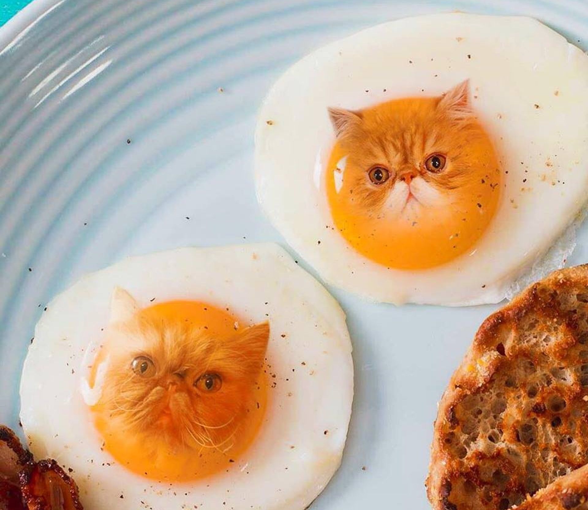 超现实艺术摄影:警惕!前方美味食物里可能藏有喵星人