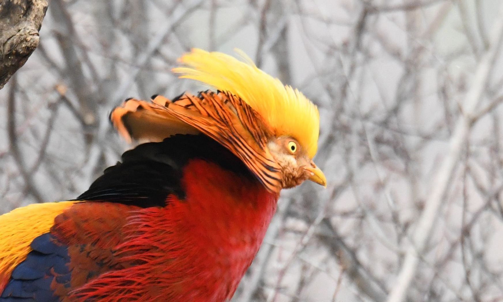 摄影师凌晨4点潜伏拍下山西中条山上一群凤凰鸡