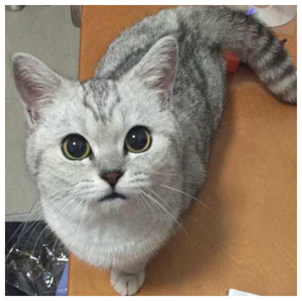 和女友正聊天,小奶狗突然笑出女高音,只为猫