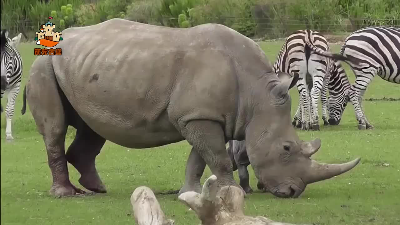 水牛vs犀牛谁能更胜一筹镜头拍下全过程