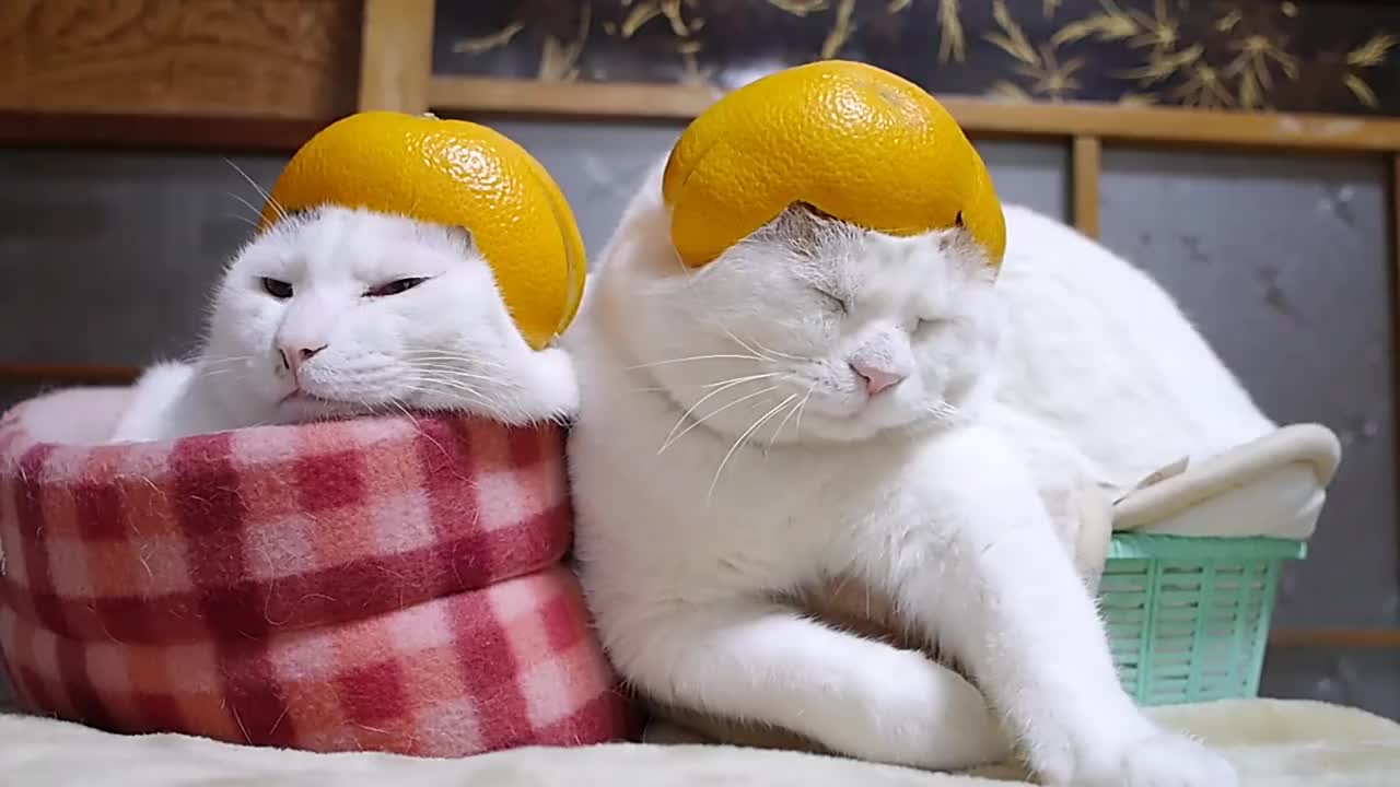 铲屎官用橙子皮给猫大叔们当帽子猫大叔们居然还傻傻的戴着