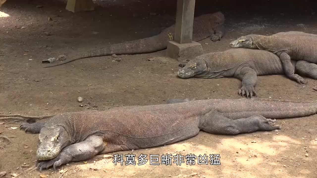 科莫多巨蜥的唾液到底有毒吗