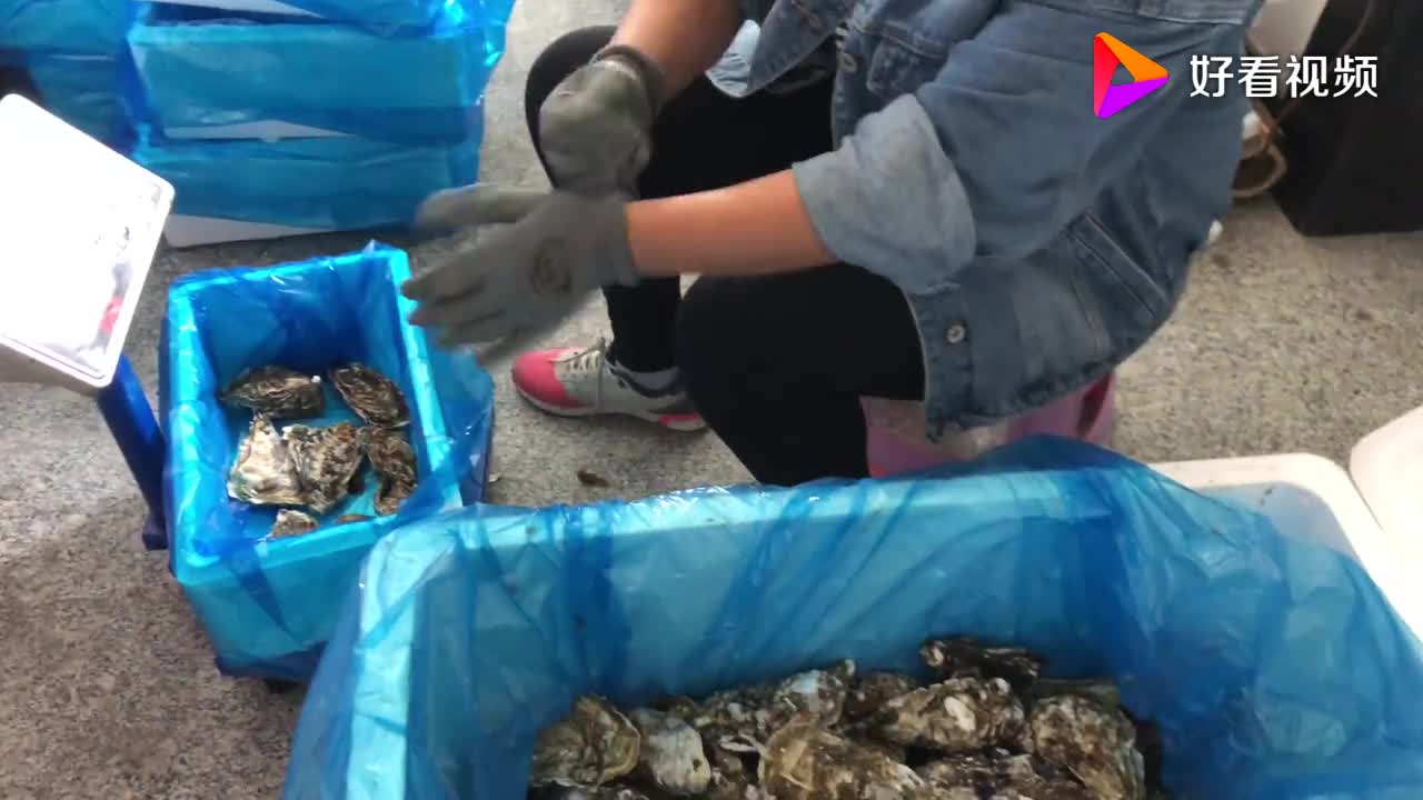 小倪赶海帮网友挑选生蚝可以生吃刺身级生蚝鼓鼓肥
