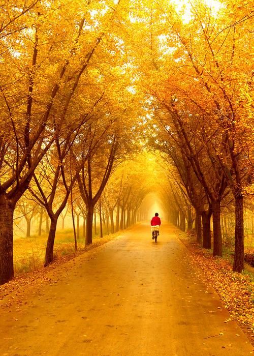 秋日银杏,道尽那一场大自然和生命之间最美的约会!