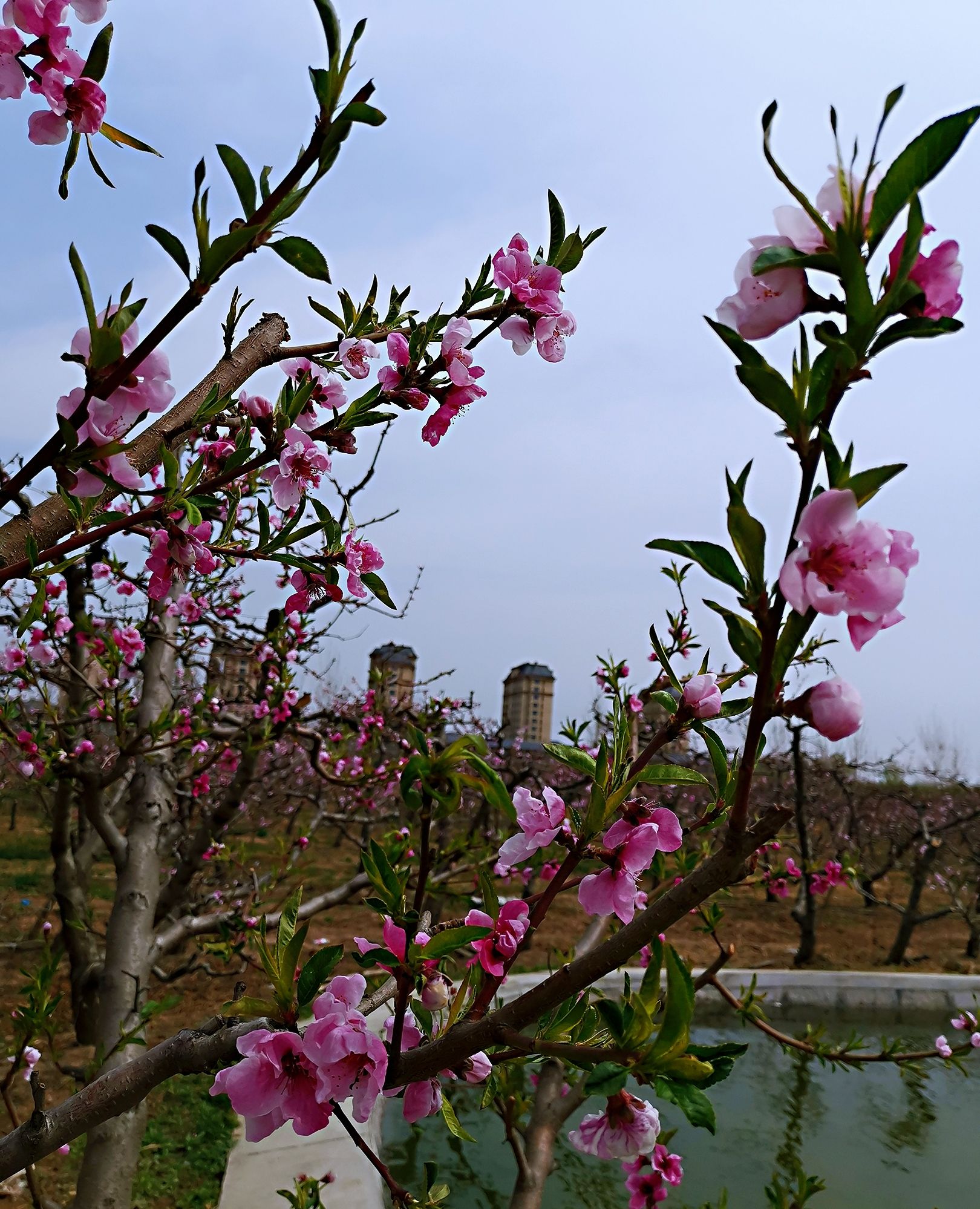 天津武清津溪桃源花开烂漫
