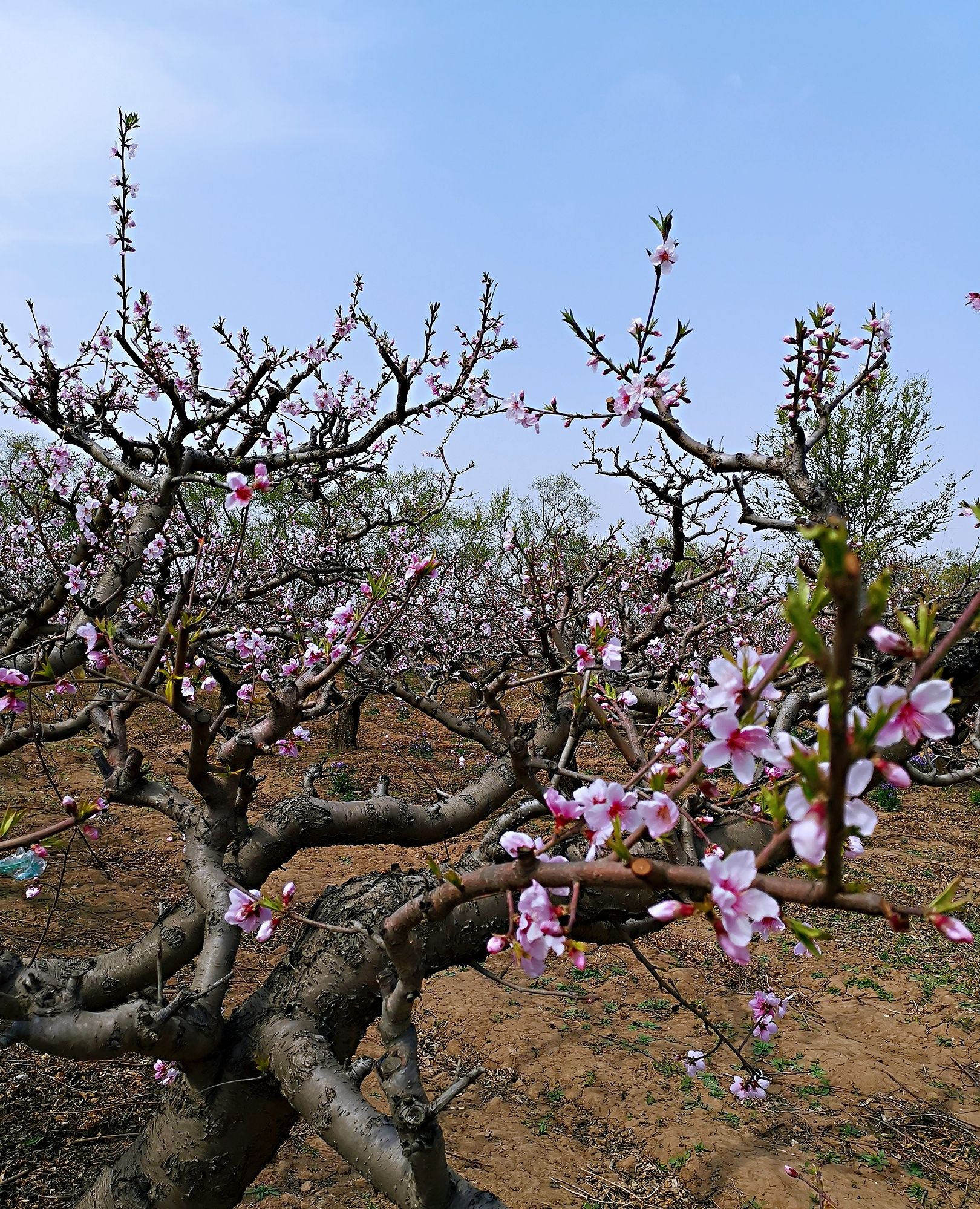 天津武清津溪桃源花开烂漫
