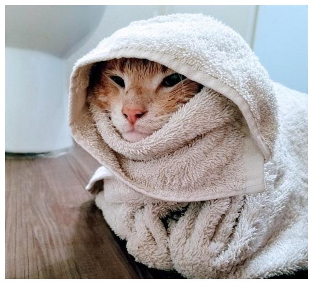在俄罗斯当无毛猫好难,冬天被裹成大粽子,还被主人带去雪地跑