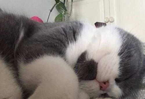 养宠知识母猫叫春惊恐声音为什么母猫叫春那么恐怖