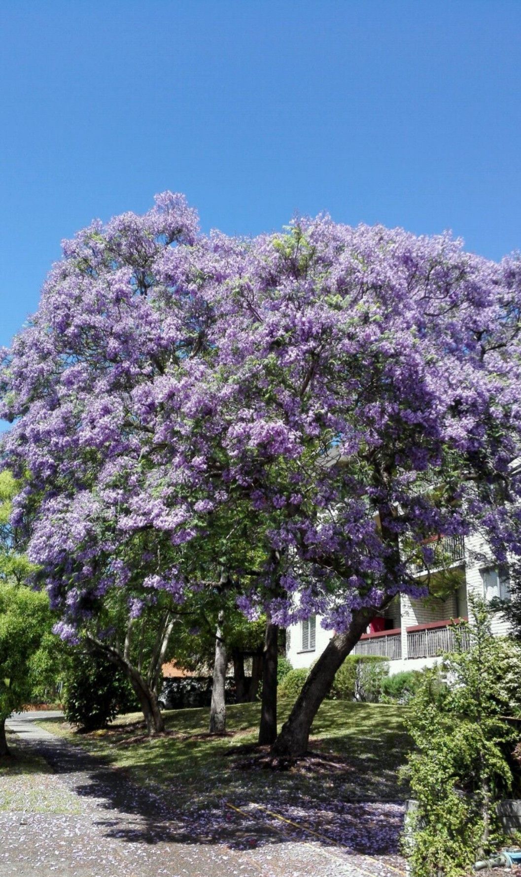 充满浪漫和神秘气息的紫色 樱花 你见过吗 太美了