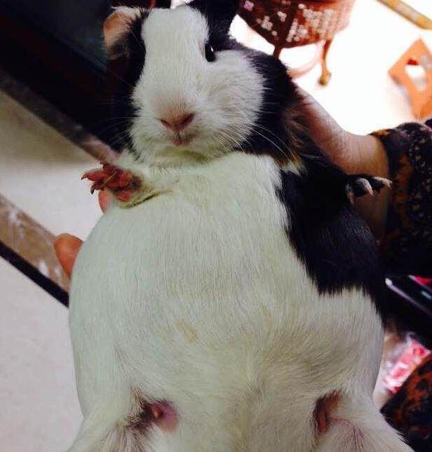 动物怀孕时的"奇葩"照片,图4神似人类,最后一个估计是胖的?