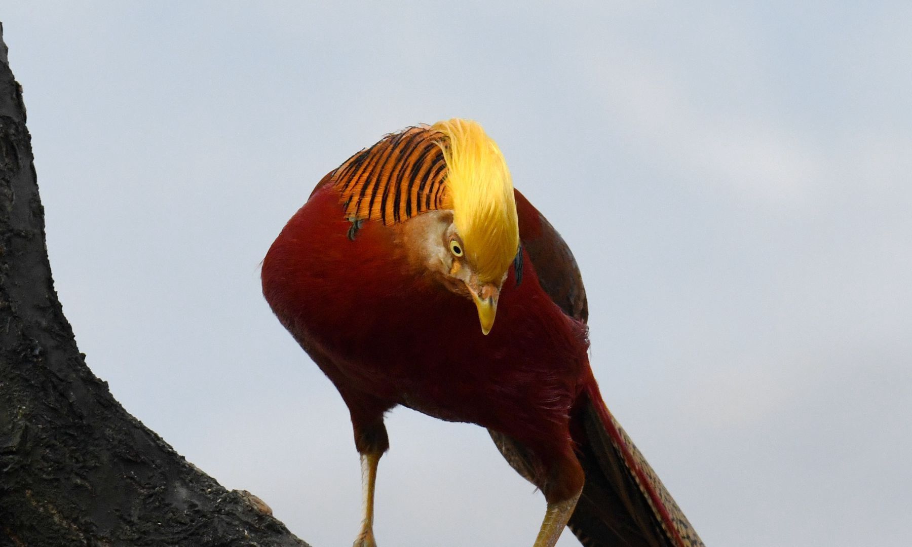 摄影师凌晨4点潜伏拍下山西中条山上一群凤凰鸡