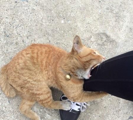 猫咪|猫|流浪猫_新浪新闻