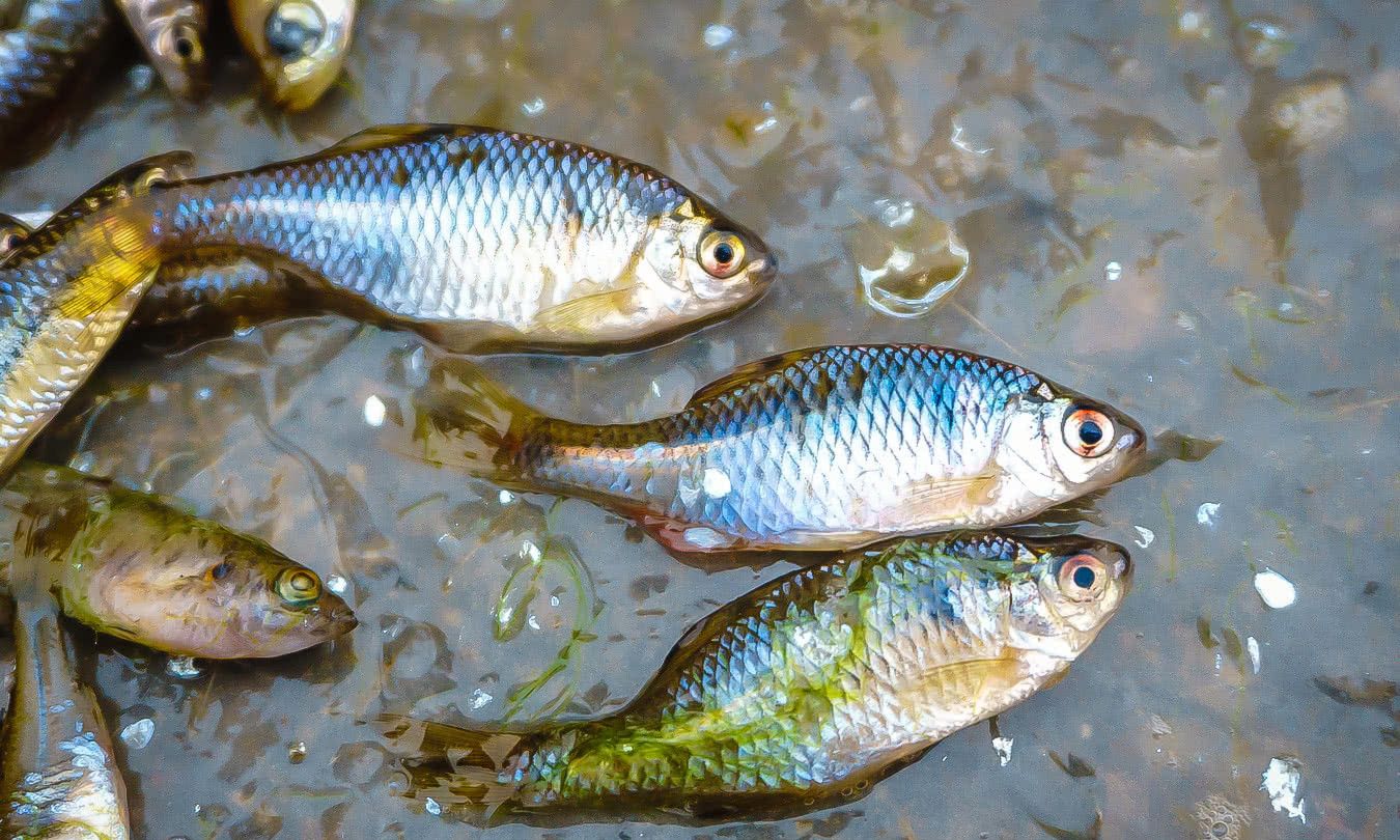 农村集市上的6大"河鲜",你若是全吃过,请收下我的"膝盖"|河虾|集市