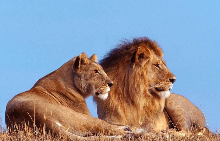 狮子小知识:狮群中的母狮基本是稳定的,但公狮常常是轮换的!
