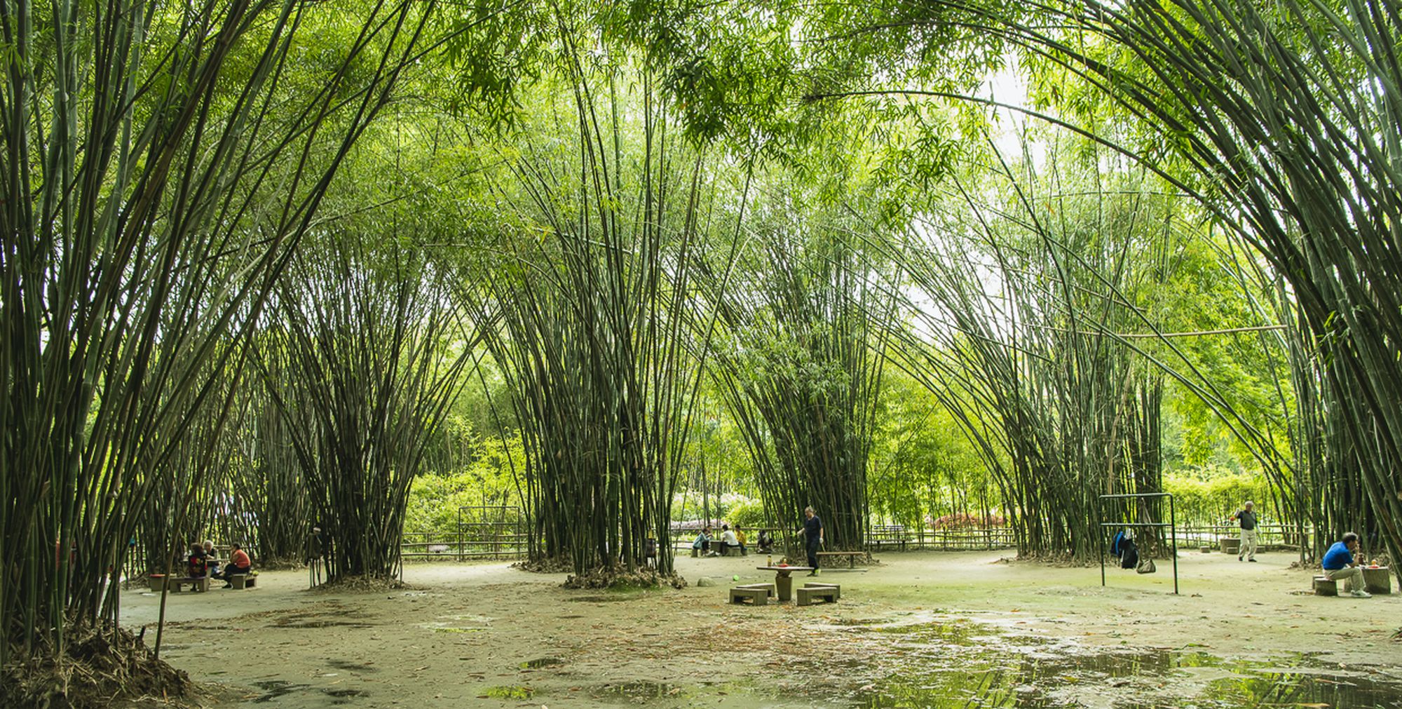 摄影:一个处处彰显竹文化特色的美丽景观|竹文化|竹子|景观_新浪新闻