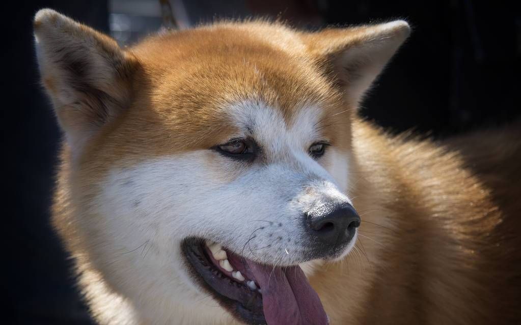 宠物狗狗界明星秋田犬呆萌温顺惹人爱表情可爱极了