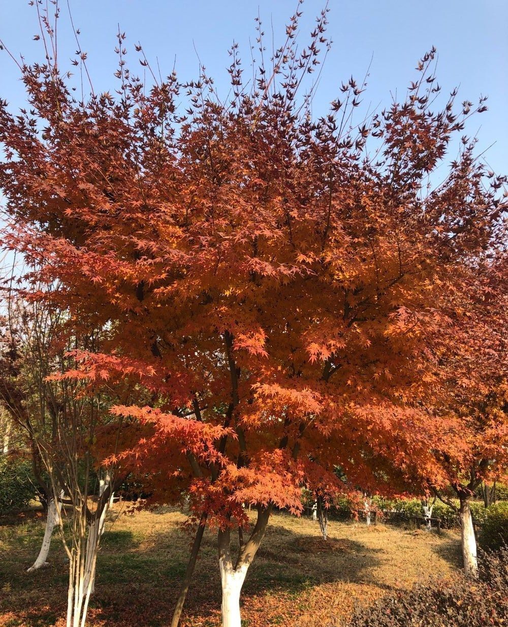 湖北黄梅县:冬季的枫树图片欣赏