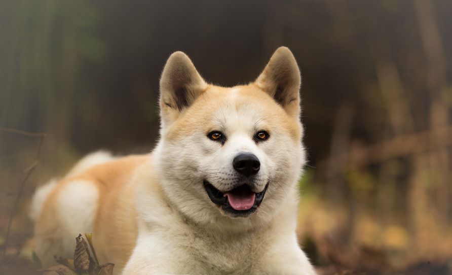 宠物狗:秋田犬性情温和惹人爱,趴在地上的样子超可爱