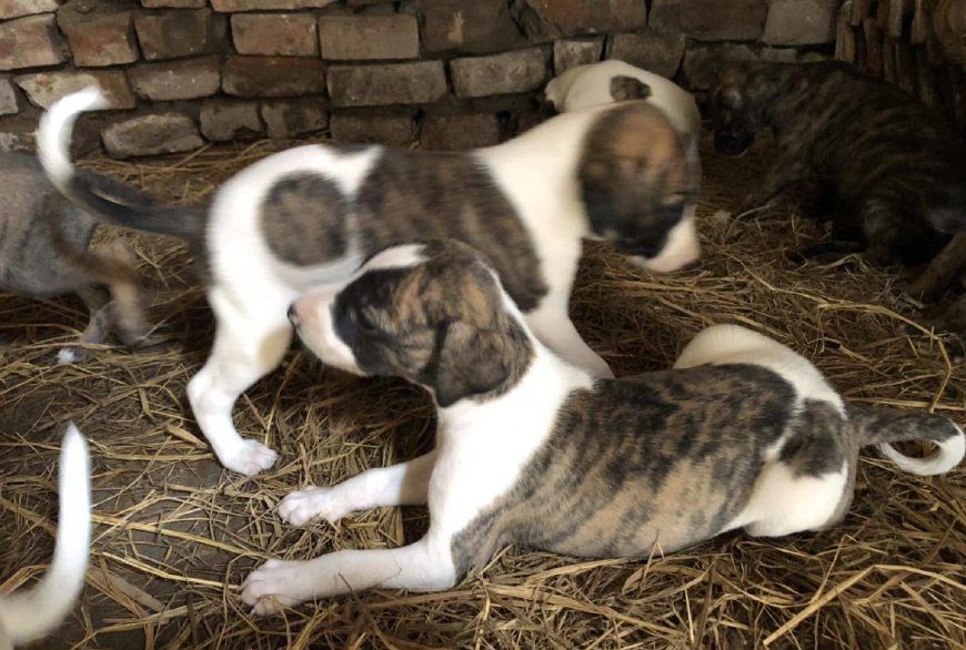 小惠比特犬:追野兔,我可是杠杠的!