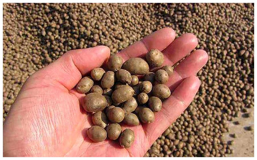 农村一种野果,被种植户倒在沟里,农民一天捡100多斤手都软了