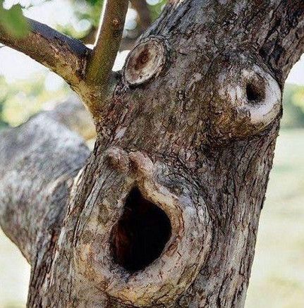 搞笑趣图长得很搞笑的树差点以为成精了