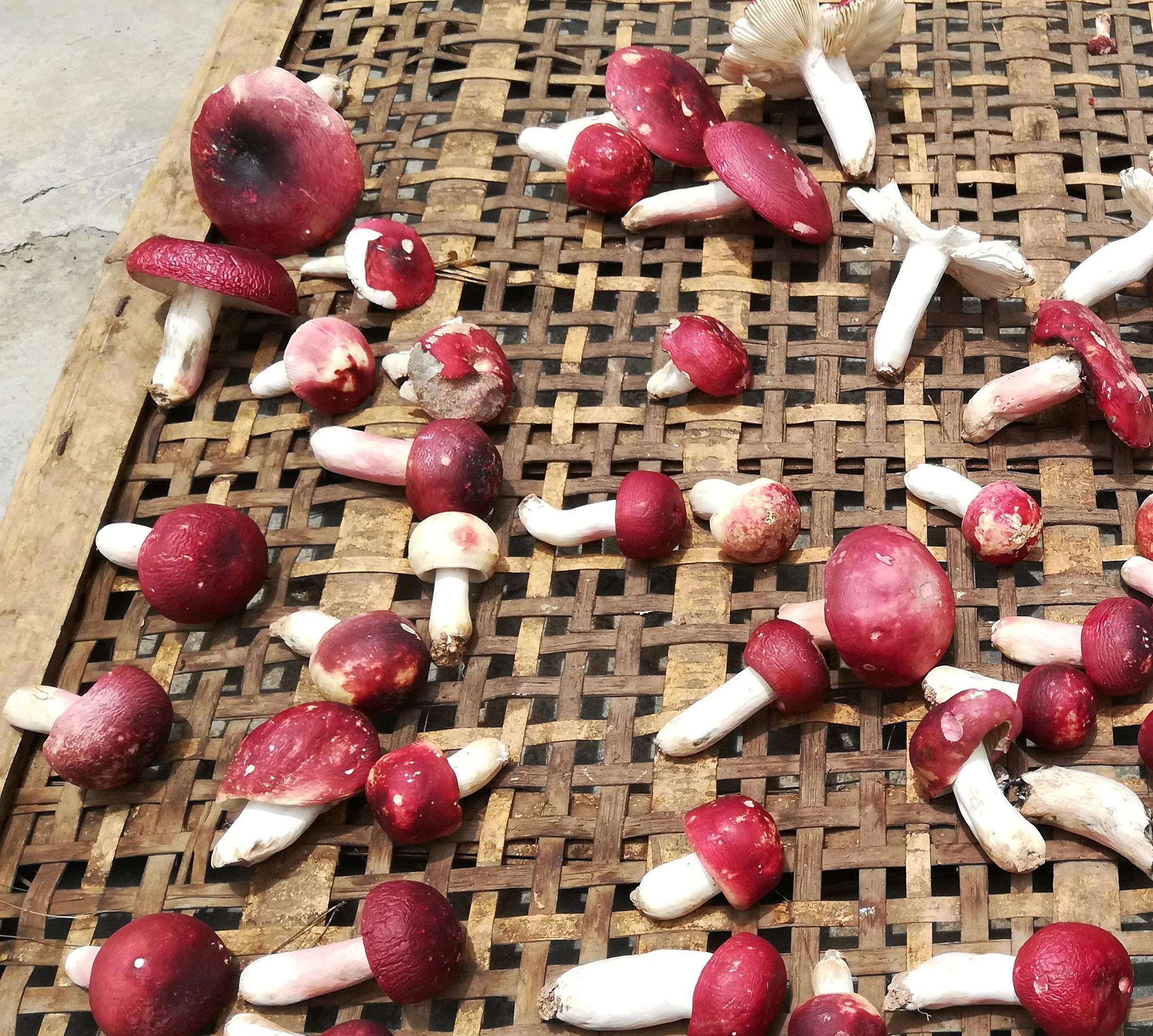 云南正宗野生红菇_高清图集_新浪网