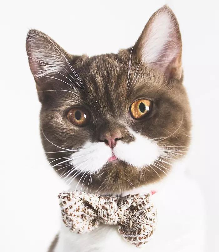 这只小猫因为长着个性的"小胡子",在网上圈粉无数