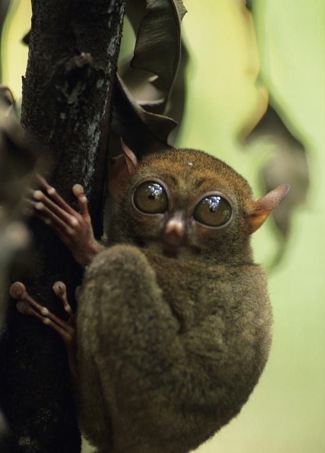 眼镜猴,背毛质地柔软,看着很可爱