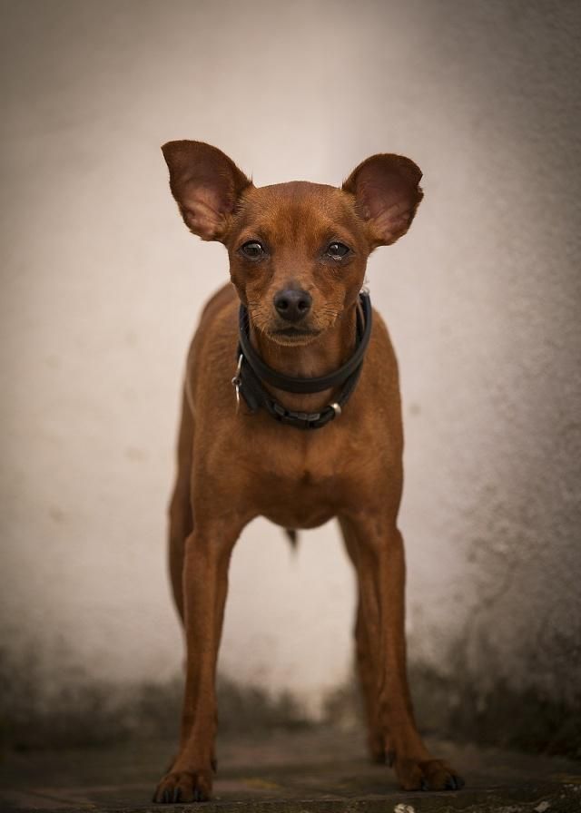 宠物狗:迷你杜宾犬不愧狗中贵族,活泼好动,十分招人喜爱|杜宾犬|宠物