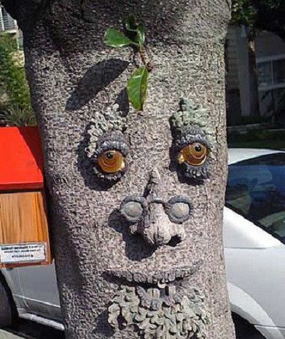 搞笑趣图长得很搞笑的树差点以为成精了