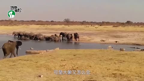 作死鳄鱼咬住大象鼻子，大象把它卷入空中，紧接着就是一顿暴揍