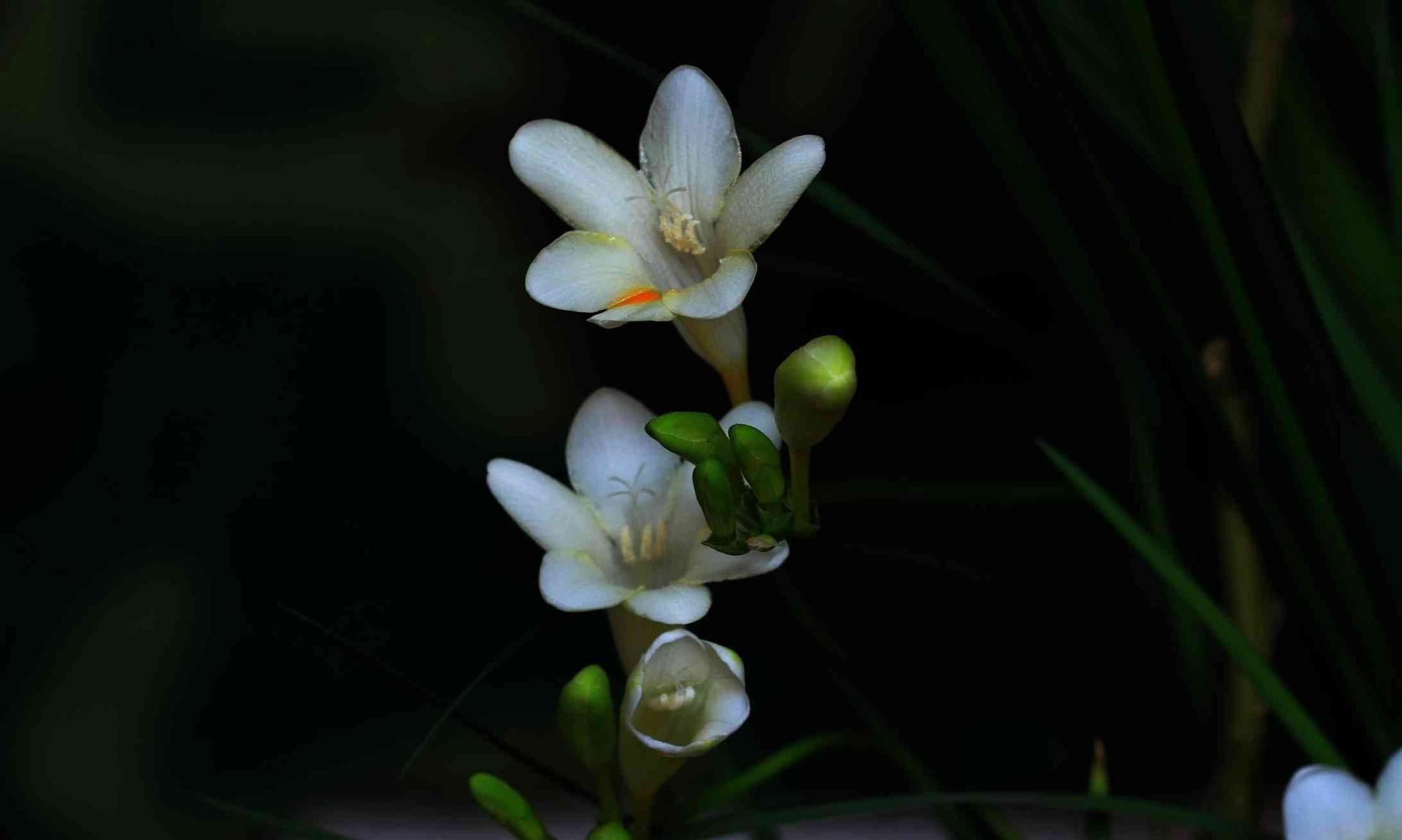 香雪兰怎么养鸢尾科植物香雪兰养殖方法和注意事项